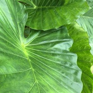 Meet your Posher, Aliyah